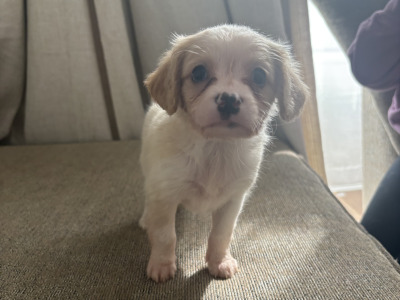 Chihuahua x Cavachon puppies in Carlow