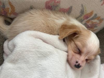 Chihuahua x Cavachon puppies in Carlow