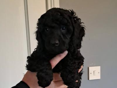 Miniature Poodles