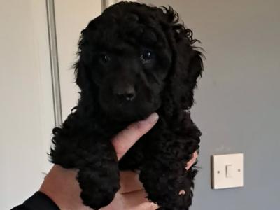 Miniature Poodle puppies in Tyrone