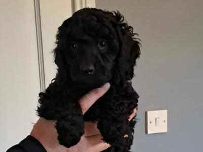 Miniature Poodle puppies in Tyrone
