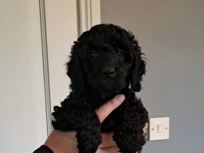 Miniature Poodle puppies in Tyrone