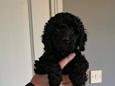 Miniature Poodle puppies in Tyrone