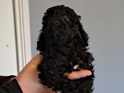 Miniature Poodle puppies in Tyrone