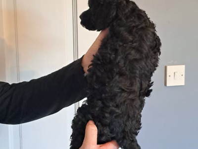 Miniature Poodle puppies in Tyrone