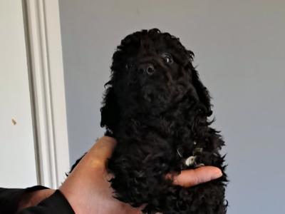 Miniature Poodle puppies in Tyrone