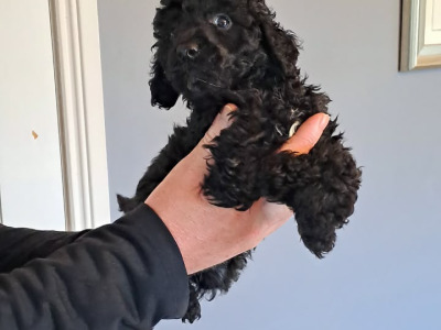 Miniature Poodle puppies in Tyrone