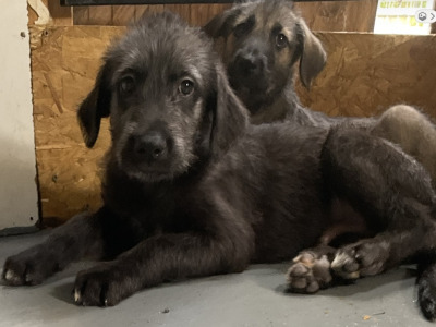 Irish Wolfadoodle F1b Reverse puppies in Tipperary