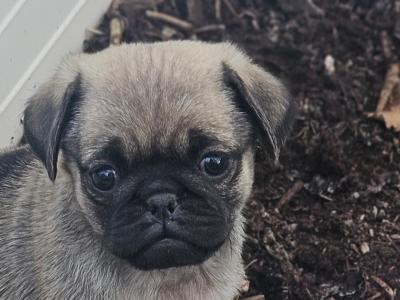 Pug puppies in Westmeath