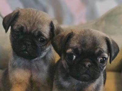 Pug puppies in Westmeath