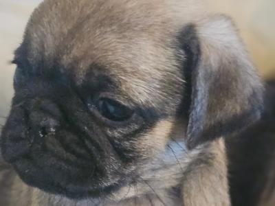 Pug puppies in Westmeath