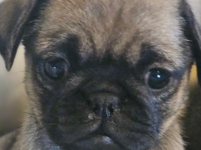 Pug puppies