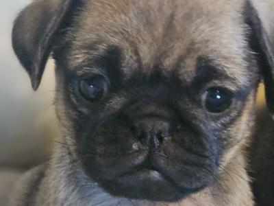 Pug puppies in Westmeath