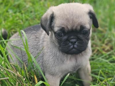 Pug puppies in Westmeath