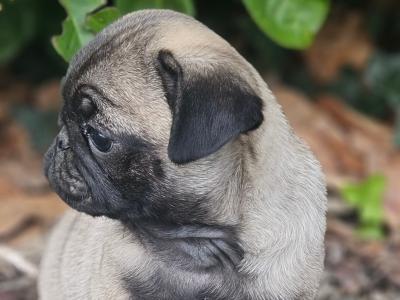 Pug puppies in Westmeath