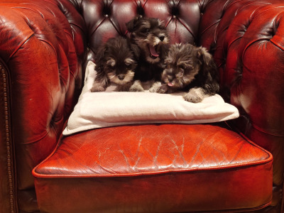 Miniature Schnauzer pups for sale