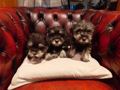 Miniature Schnauzer pups for sale