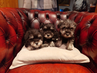 Miniature Schnauzer pups for sale