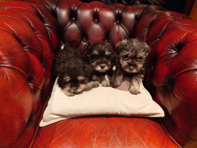 Miniature Schnauzer pups for sale