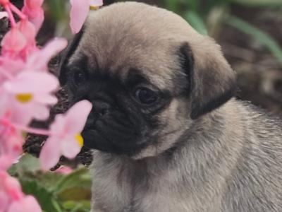 Pug puppies in Westmeath