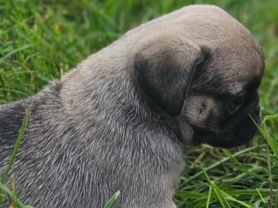 Pug puppies in Westmeath