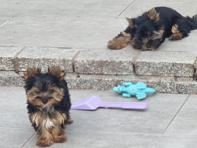 IKC Registered Tea cup female and male Yorkshire Terrier puppies left in Louth 🐶🐶🐶