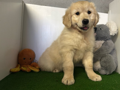 IKC Golden Retrievers (video included)