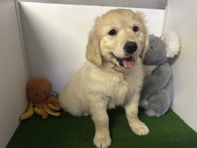 IKC Golden Retrievers (video included)