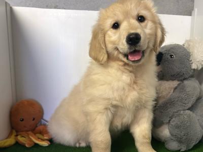 IKC Golden Retrievers (video included)