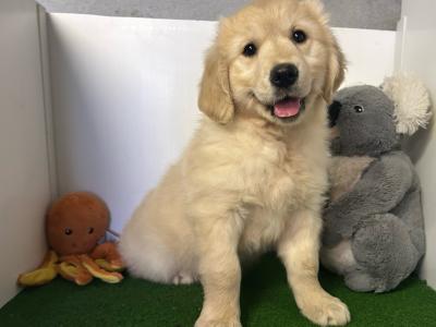 IKC Registered Golden Retriever puppies in Cavan  (video included)