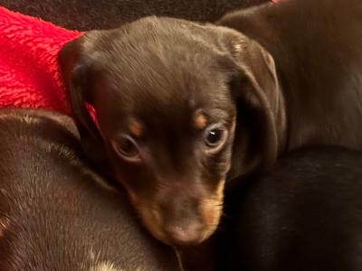 Purebred Dachshund puppies available in Wicklow