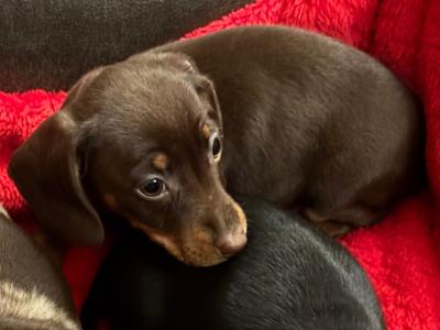Purebred Dachshund puppies available in Wicklow