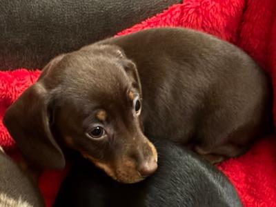 Purebred Dachshund puppies available in Wicklow