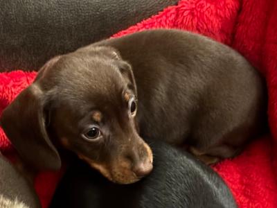 Female Dachshund puppy available in Wicklow