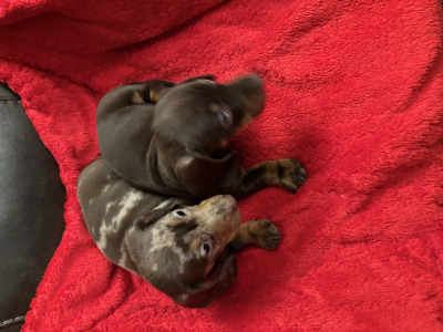 Purebred Dachshund puppies available in Wicklow