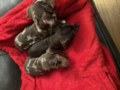 Purebred Dachshund puppies available in Wicklow