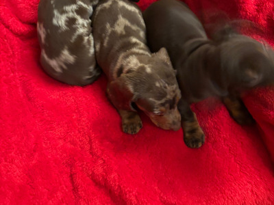 Purebred Dachshund puppies available in Wicklow