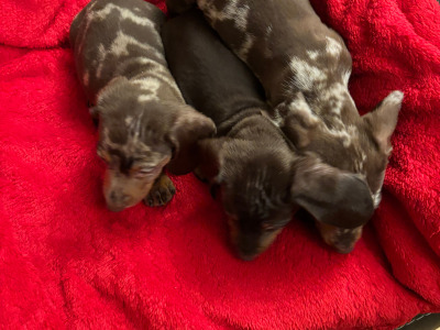 Purebred Dachshund puppies available in Wicklow
