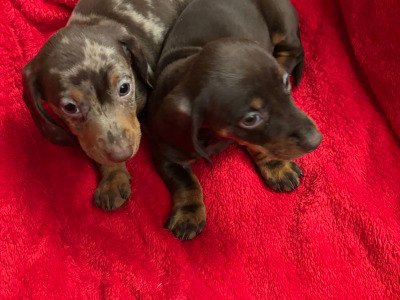 Purebred Dachshund puppies available in Wicklow