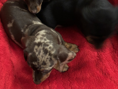 Purebred Dachshund puppies available in Wicklow