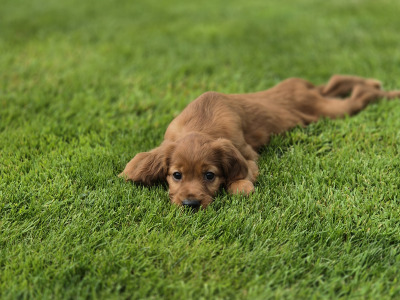 Stunning Irish Setter puppies in Limerick