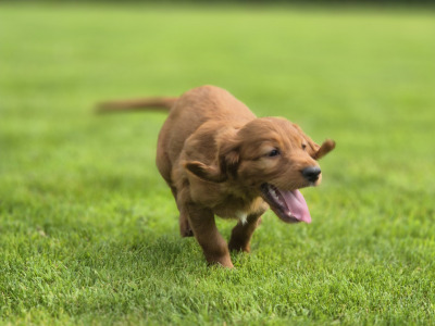 Stunning Irish Setter puppies in Limerick