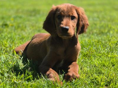 Stunning Irish Setter puppies in Limerick