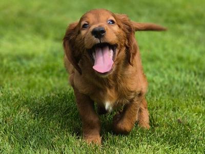 Stunning Irish Setter puppies in Limerick