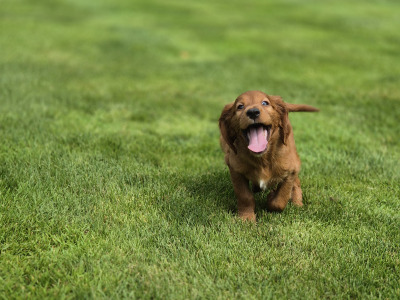 Stunning Irish Setter puppies in Limerick