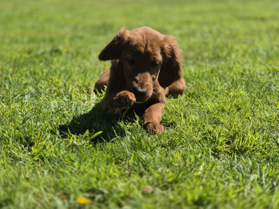 Stunning Irish Setter puppies in Limerick