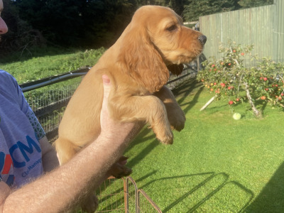 Top Quality 3 generation Cocker Spaniel puppies in Offaly