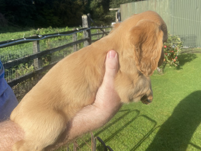 Top Quality 3 generation Cocker Spaniel puppies in Offaly