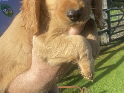 Top Quality 3 generation Cocker Spaniel puppies in Offaly