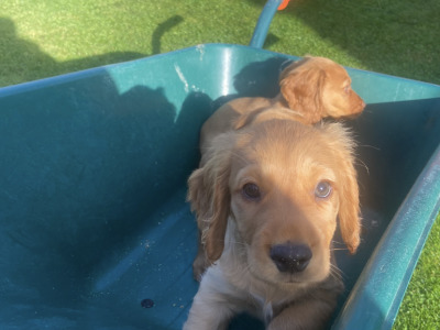 Top Quality 3 generation Cocker Spaniel puppies in Offaly